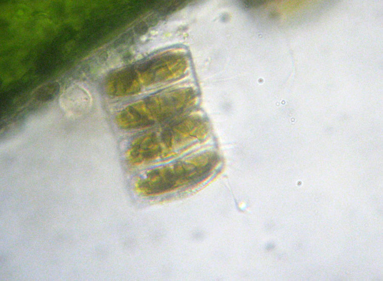 Microscopia salata